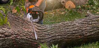 Best Tree Mulching Services  in Garden Grove, CA